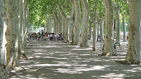 Platane trees in Narbonne ©2011 Marlane O'Neill.  All rights reserved.