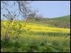 Rapeseed hill